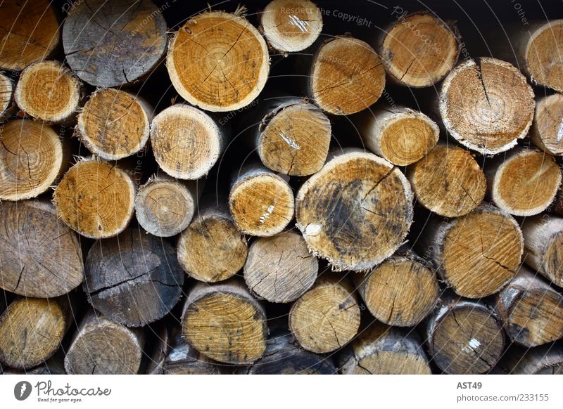 rund Umwelt Natur Herbst Pflanze Baum Nutzpflanze Holz liegen nachhaltig natürlich braun Ordnung Stapel Brennholz Farbfoto Außenaufnahme Menschenleer Lager