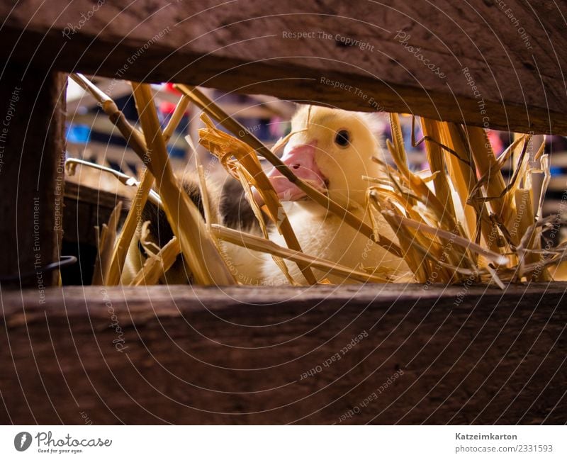 Neugieriges Gänseküken Tier Nutztier Tiergesicht Flügel 1 Tierjunges beobachten entdecken füttern Blick träumen blond frech klein niedlich gelb Freude Sympathie