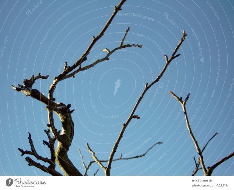 into the sky Baum eigenwillig Winter Herbst laublos Baumkrone Ast Himmel Eis