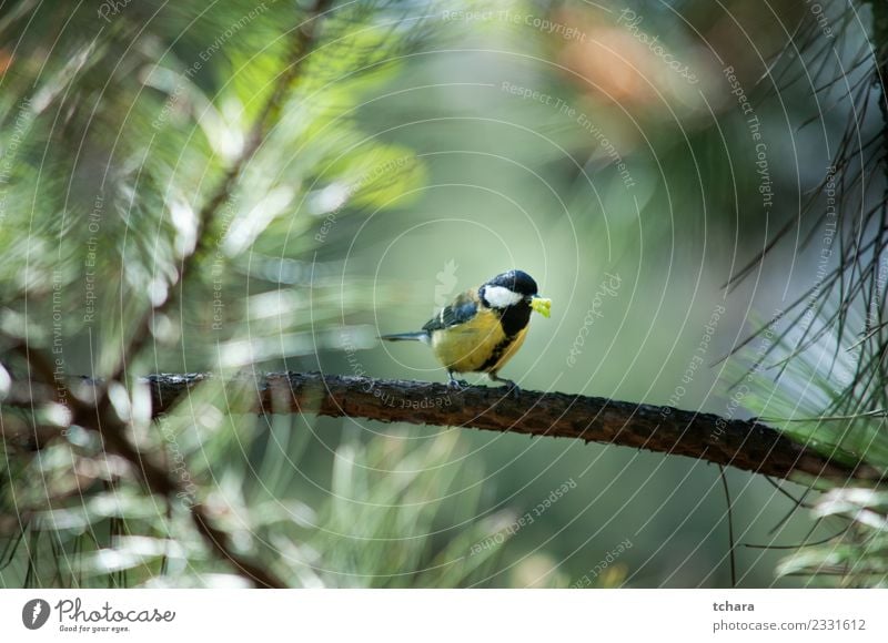 Meise schön Winter Garten Umwelt Natur Tier Baum Park Wald Vogel sitzen hell klein natürlich wild blau gelb grün weiß Vertrauen Appetit & Hunger Farbe Prima