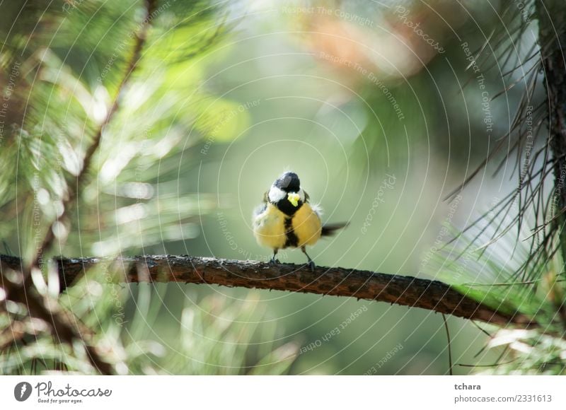 Titte schön Winter Garten Umwelt Natur Tier Baum Park Wald Vogel sitzen hell klein natürlich wild blau gelb grün weiß Vertrauen Appetit & Hunger Farbe Meise