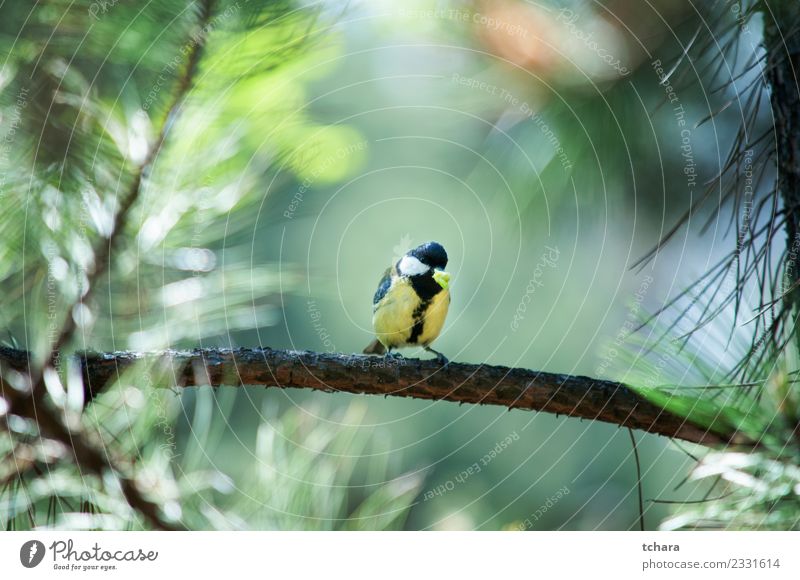 Meise schön Winter Garten Umwelt Natur Tier Baum Park Wald Vogel sitzen hell klein natürlich wild blau gelb grün weiß Vertrauen Appetit & Hunger Farbe Prima