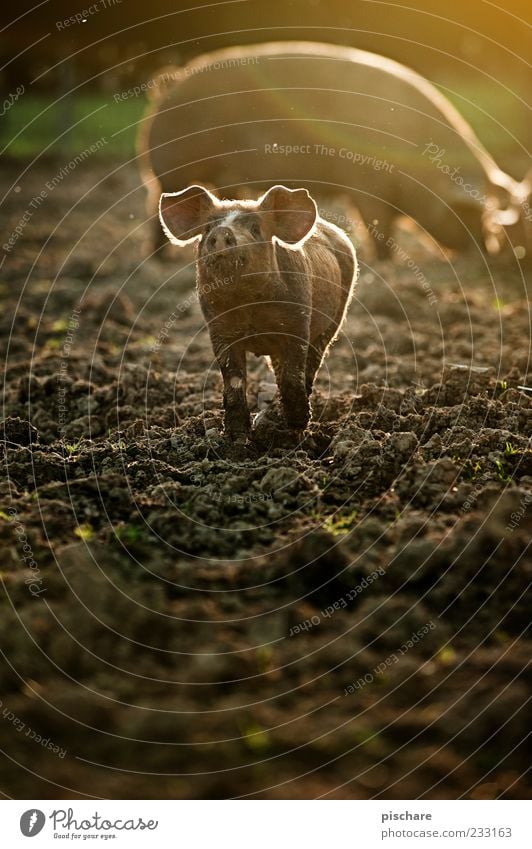 Babe Nutztier Tierjunges Glück lustig niedlich Schwein Ferkel Weide Natur Bauernhof Farbfoto Außenaufnahme Textfreiraum unten Dämmerung Licht Lichterscheinung