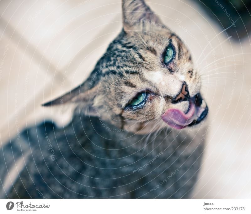 Katzenaugen Tier Haustier 1 beobachten füttern Blick warten braun grün Vorfreude Tierliebe Appetit & Hunger Zunge Farbfoto Gedeckte Farben Innenaufnahme