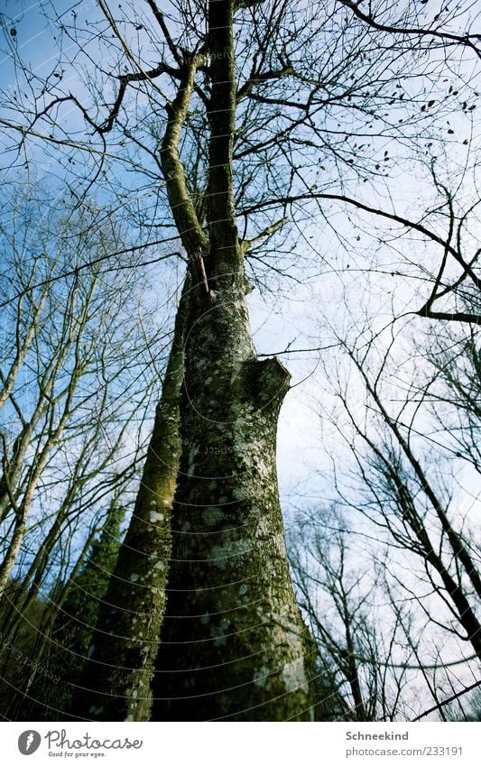 Hoch hinaus Umwelt Natur Landschaft Himmel Wolken Schönes Wetter Baum Wald atmen hoch Blatt grün Moos alt Baumstamm Ast Luft Farbfoto Außenaufnahme Menschenleer