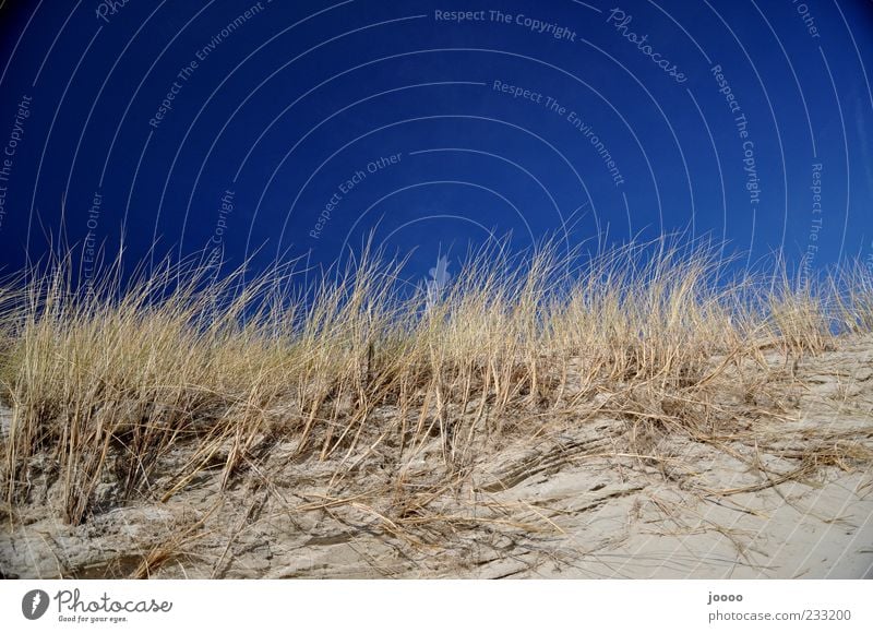 Dünengras Natur Pflanze Sand Himmel Wolkenloser Himmel Horizont Sträucher Küste Strand Insel blau Farbfoto mehrfarbig Außenaufnahme Menschenleer