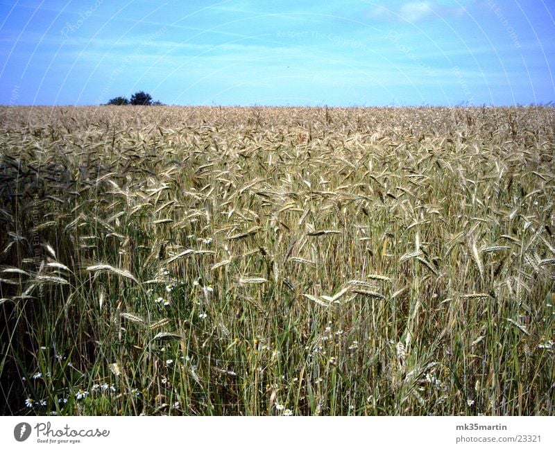 Kornfeld III Wolken Himmel Bäume am Horizont