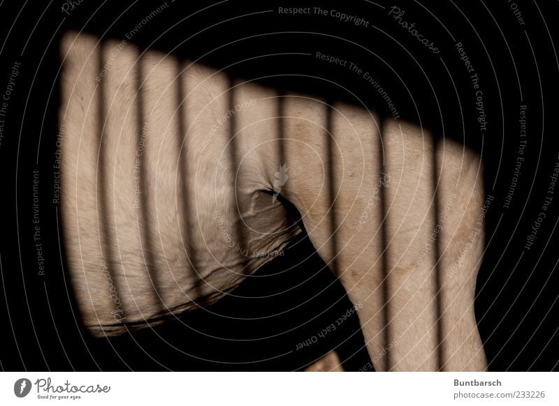 Hinter Gittern (oder einmal ein Zebra sein) Pferdestall Tier Haustier Nutztier Schimmel Trakehner 1 stehen dunkel muskulös grau weiß ruhig Pferdezucht Schatten