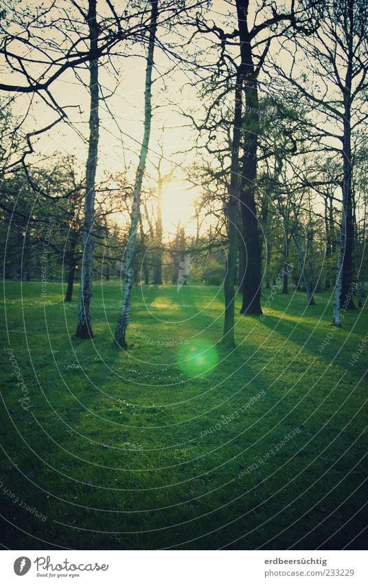 °o Umwelt Natur Pflanze Frühling Schönes Wetter Baum Gras Blatt Park Wiese Erholung leuchten Wachstum frei frisch grün rein Birke Baumstamm Ast Zweig Lichtfleck