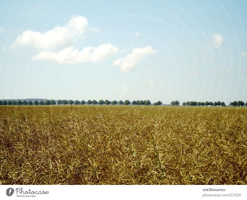 Kornfeld Feld Allee Wolken Baum Himmel