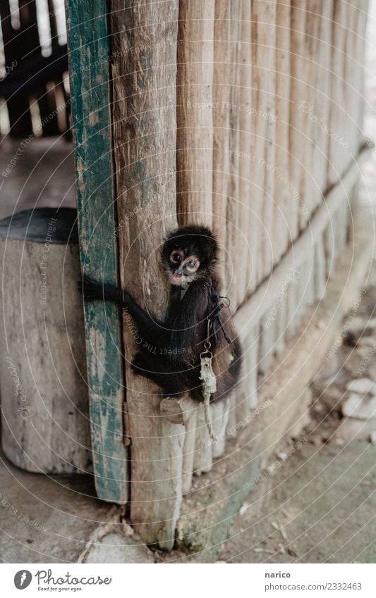 Mexiko IV Umwelt Natur Tier Haustier Affen Äffchen 1 Tierjunges hängen hocken sitzen Farbfoto Gedeckte Farben Außenaufnahme Textfreiraum oben Tag Blick