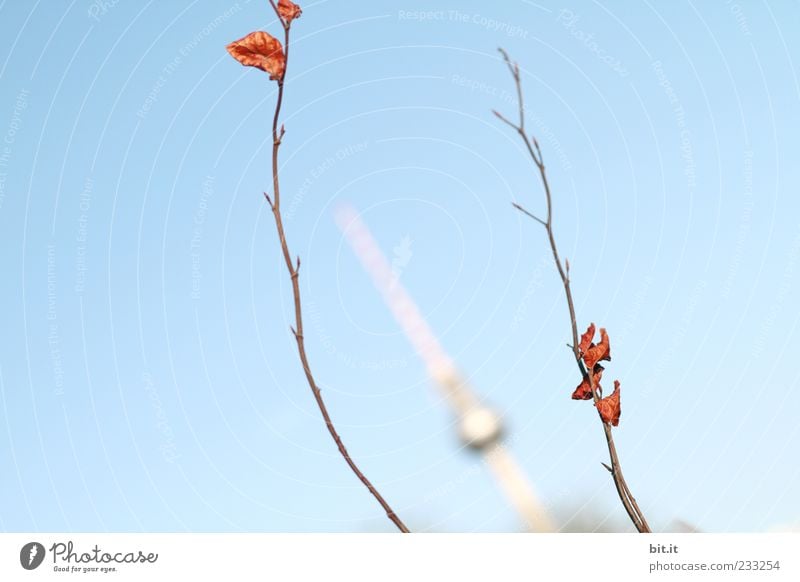 Falsche Katze... Wolkenloser Himmel Frühling Sommer Herbst Berlin-Mitte Berliner Fernsehturm Hauptstadt Menschenleer Antenne Sehenswürdigkeit Wahrzeichen Ferne