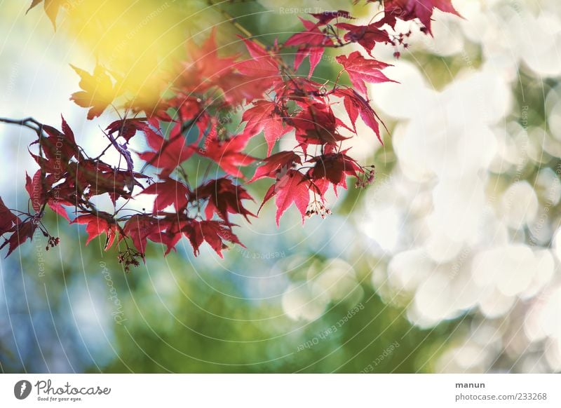 Asienfächer Natur Frühling Blatt Blüte exotisch Zweig Japanischer Ahorn Blühend Wachstum außergewöhnlich fantastisch natürlich schön rot Frühlingsgefühle