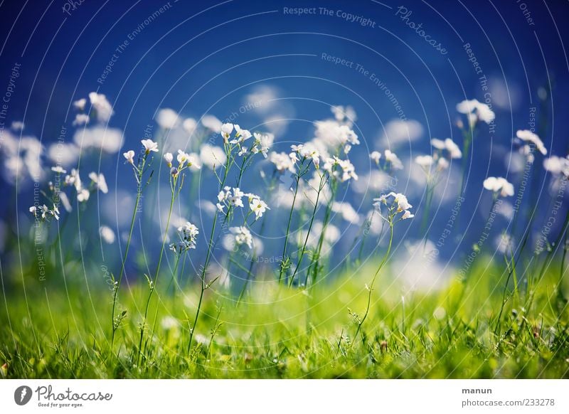 Rasenblüte Natur Frühling Pflanze Blume Gras Wildpflanze Frühlingsblume Wiese Blühend Duft Frühlingsgefühle Farbfoto Außenaufnahme Menschenleer