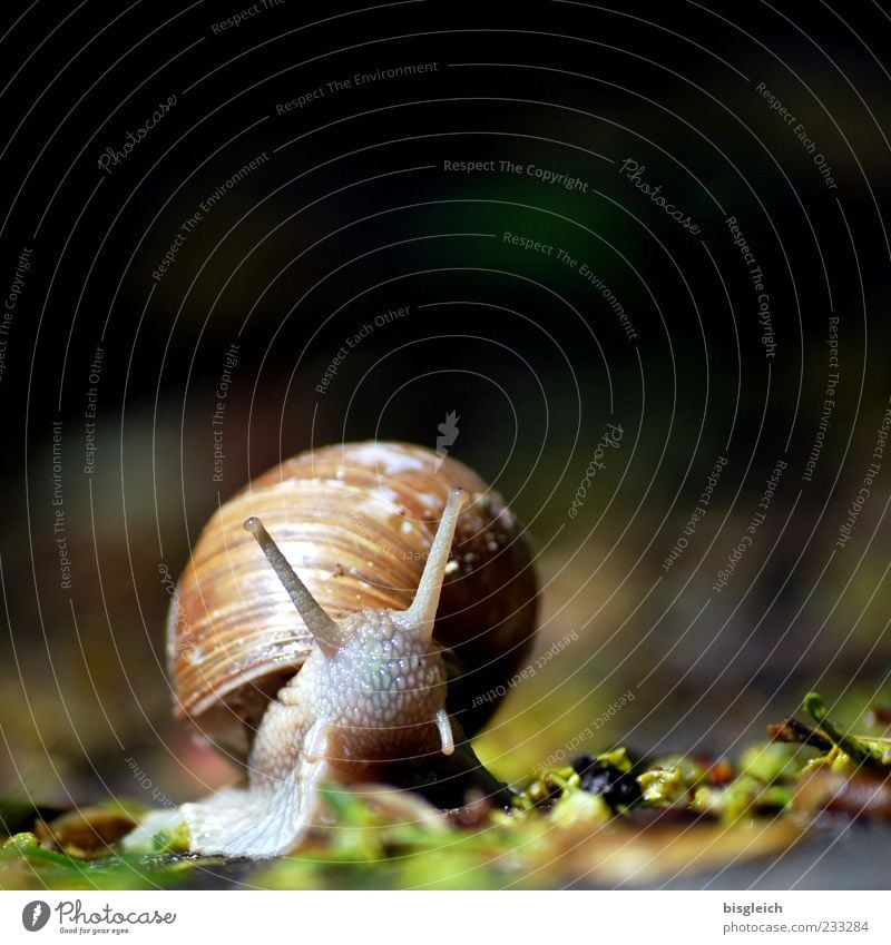 Schnecke I Schneckenhaus 1 Tier klein langsam ruhig schleimig Fühler Farbfoto Außenaufnahme Nahaufnahme Textfreiraum oben Schwache Tiefenschärfe Menschenleer