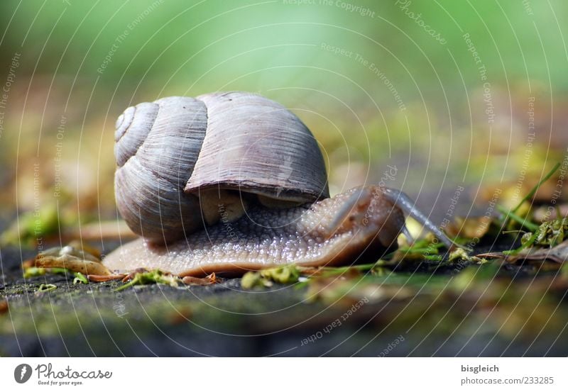 Schnecke II Schneckenhaus 1 Tier klein grün langsam schleimig Fühler Farbfoto Außenaufnahme Nahaufnahme Textfreiraum oben Textfreiraum unten