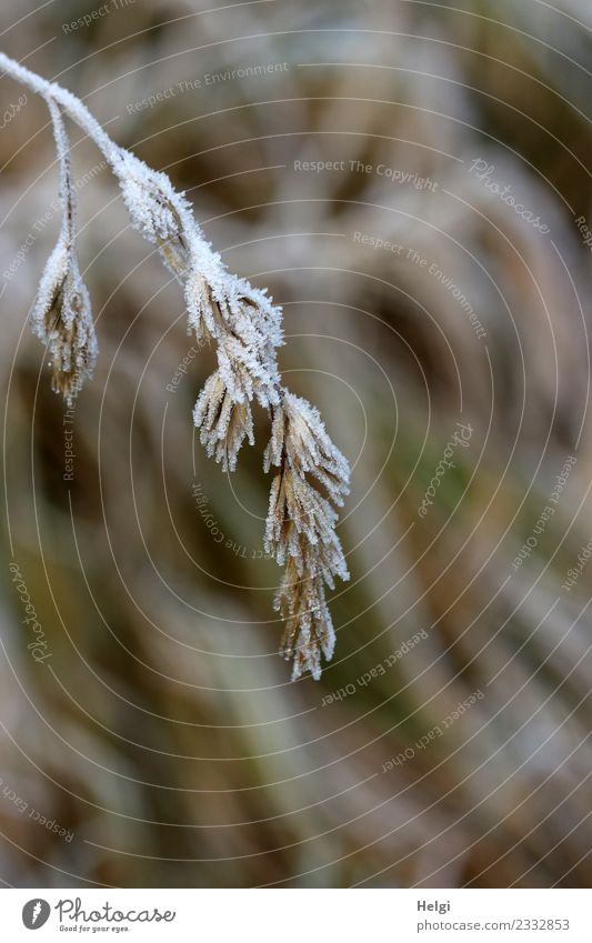 Raureif Umwelt Natur Pflanze Winter Eis Frost Gras Wildpflanze Feld frieren hängen kalt klein natürlich braun grau weiß Vergänglichkeit Wandel & Veränderung