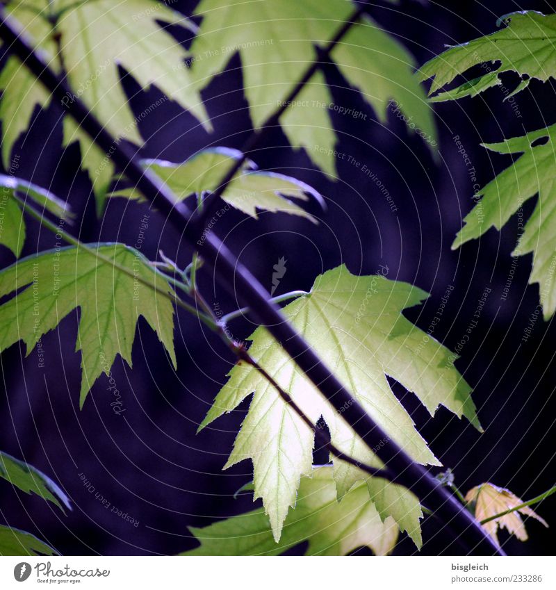 Ahornblätter Pflanze Baum Blatt Ahornblatt grün ruhig Frühling Farbfoto Außenaufnahme Menschenleer Blattgrün Detailaufnahme Nahaufnahme