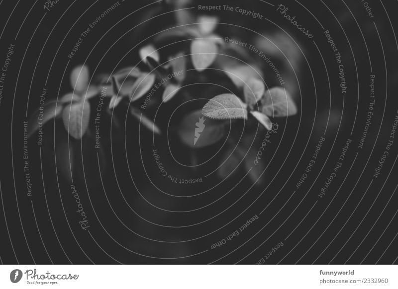 Weiche Blätter im dunklen Schwarzweiß Umwelt Natur Pflanze ästhetisch weich haarig Blattadern dunkel schwarz geheimnisvoll Trauer zart zerbrechlich Trauerfeier