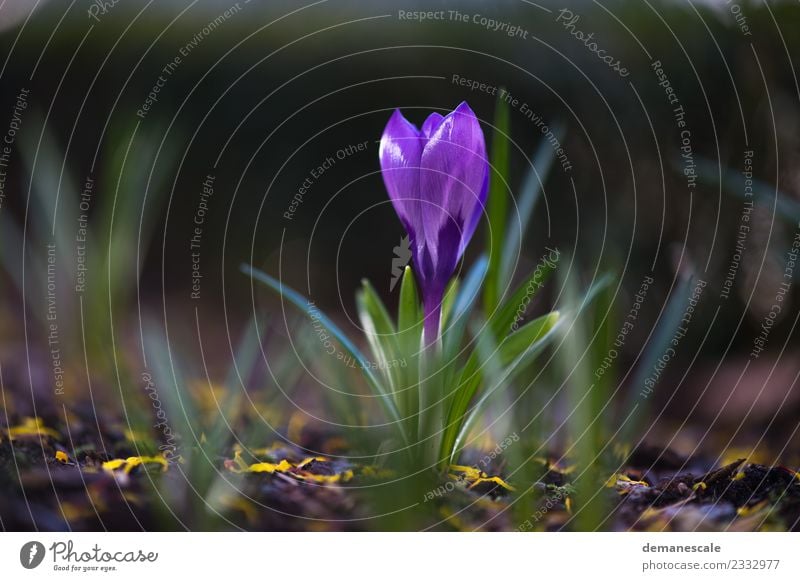 Krokus Umwelt Natur Landschaft Pflanze Tier Sonnenlicht Frühling Blume Blatt Blüte Krokusse Blühend Wachstum frisch klein schön gelb grün violett Fröhlichkeit