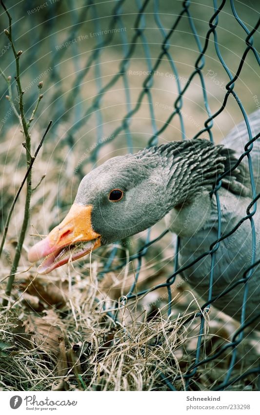 Nr.:200 Umwelt Natur Gras Tier Nutztier Wildtier Tiergesicht 1 Schnabel Gans Zaun Maschendrahtzaun Hals Federvieh Auge trocken Appetit & Hunger Maul Farbfoto