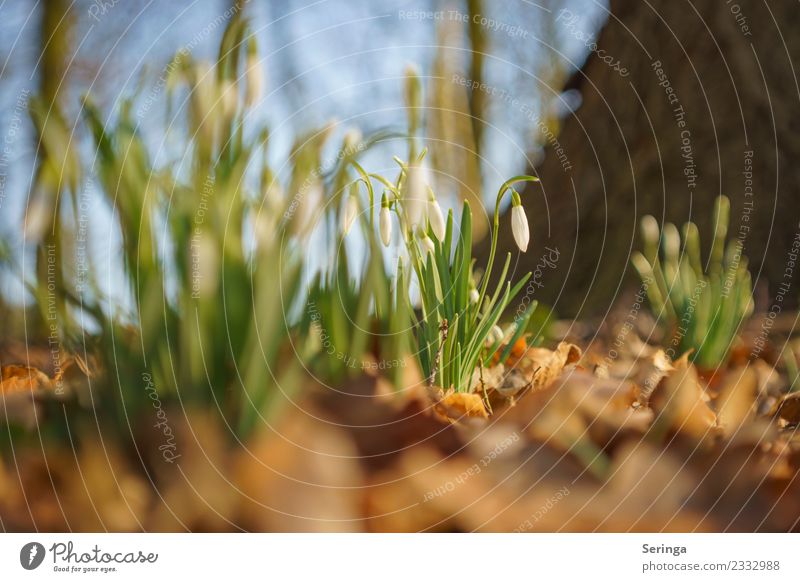 Ein Hauch von Frühling Umwelt Natur Landschaft Pflanze Tier Sonne Winter Schnee Blatt Blüte Wildpflanze Garten Park Wiese Wald Blühend Schneeglöckchen Farbfoto