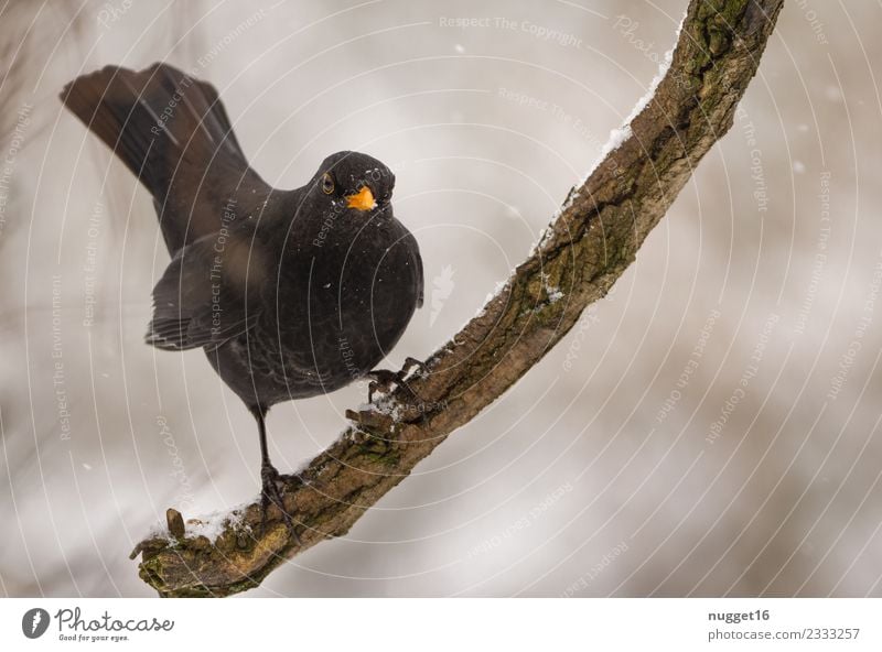 Amsel auf Ast Umwelt Natur Tier Herbst Winter Klima Eis Frost Schnee Schneefall Baum Garten Park Wald Wildtier Maus Tiergesicht Flügel Krallen 1 ästhetisch