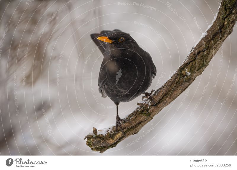 Amsel auf Ast Umwelt Natur Tier Herbst Winter Eis Frost Schnee Schneefall Baum Garten Park Wald Wildtier Vogel Tiergesicht Flügel Krallen 1 ästhetisch