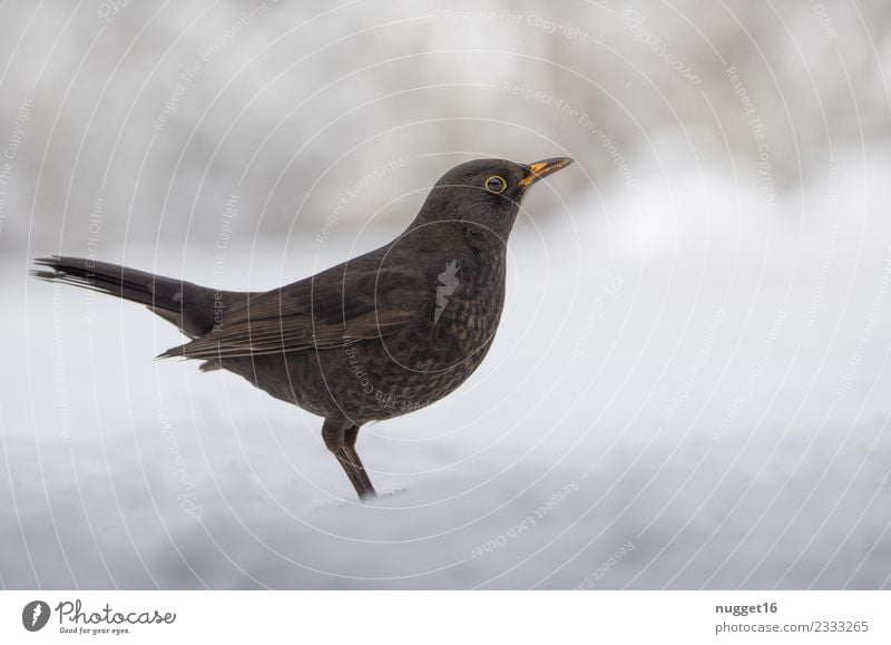 Amsel im Schnee Umwelt Natur Tier Herbst Winter Klimawandel Wetter Schönes Wetter Eis Frost Schneefall Garten Park Wiese Feld Wald Wildtier Vogel Tiergesicht