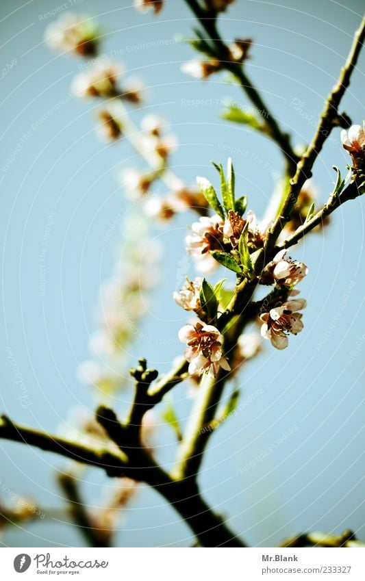 ach ja schön, blüten und so.. Natur Pflanze Schönes Wetter Blatt Blüte Nutzpflanze hell blau grün rosa schwarz Ast Apfelblüte Frühling Farbfoto Außenaufnahme