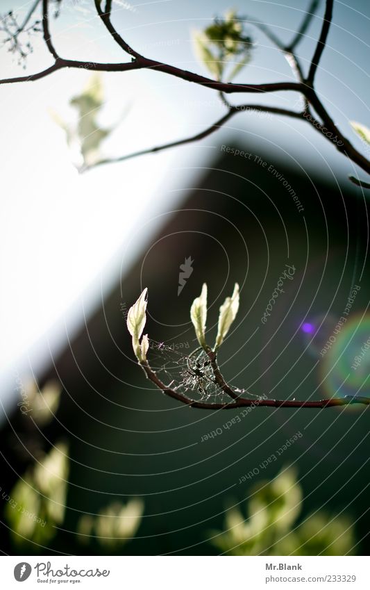 blätter im durchlicht II Natur Pflanze Frühling Baum Blatt blau grün schwarz Ast Farbfoto Außenaufnahme Menschenleer Textfreiraum links Tag Licht Kontrast