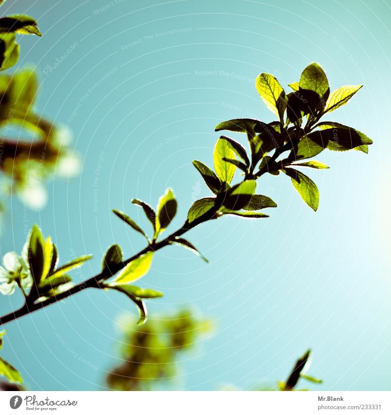 blätter im durchlicht III Natur Pflanze Sonnenlicht Frühling Schönes Wetter Baum Blatt hell schön blau grün Ast Farbfoto Außenaufnahme Textfreiraum rechts