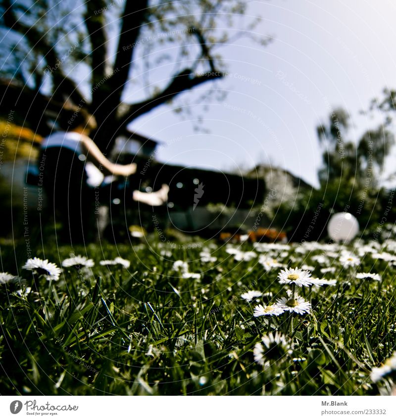 wenn ich ein blümchen wär 1 Mensch 45-60 Jahre Erwachsene Natur Pflanze Sonne Sonnenlicht Frühling Schönes Wetter Blume Gras Blüte Garten blau grün weiß