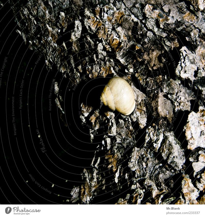 abgeschneckt Natur Pflanze Baum alt kalt braun gelb Schnecke Schneckenhaus Baumrinde Schatten Rückzug Farbfoto Außenaufnahme Menschenleer Textfreiraum links