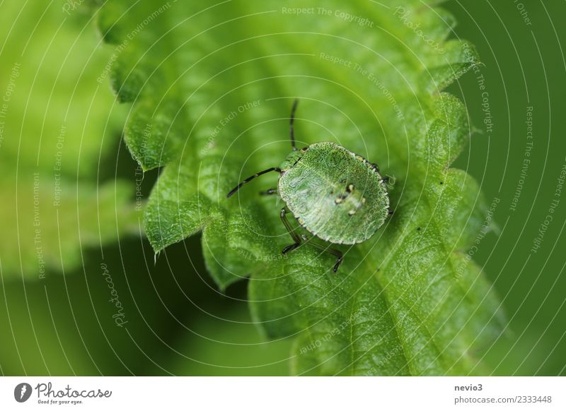 Wanze auf Blatt Umwelt Natur Tier Pflanze Gras Grünpflanze Garten Park Wiese Wildtier Käfer 1 ästhetisch klein niedlich schön grün Fühler Blattgrün Brennnessel