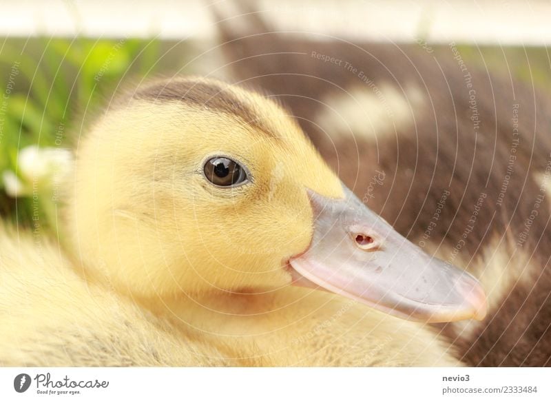 Entenküken mit interessiertem Blick Umwelt Sommer Tier Haustier Nutztier Wildtier Vogel Tiergesicht 1 braun gelb gold Gefühle Frühlingsgefühle Leben Entenvögel