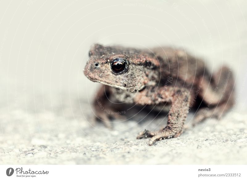 Kröte auf Steinboden Natur Tier Garten Felsen Wildtier Frosch Tiergesicht 1 warten Ekel hässlich klein nass schleimig braun geduldig ruhig Krötenwanderung