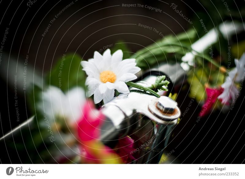 Blumenkinderrad Dekoration & Verzierung Fahrrad außergewöhnlich Fröhlichkeit einzigartig Originalität positiv schön Fahrradlenker Blüte Farbfoto mehrfarbig