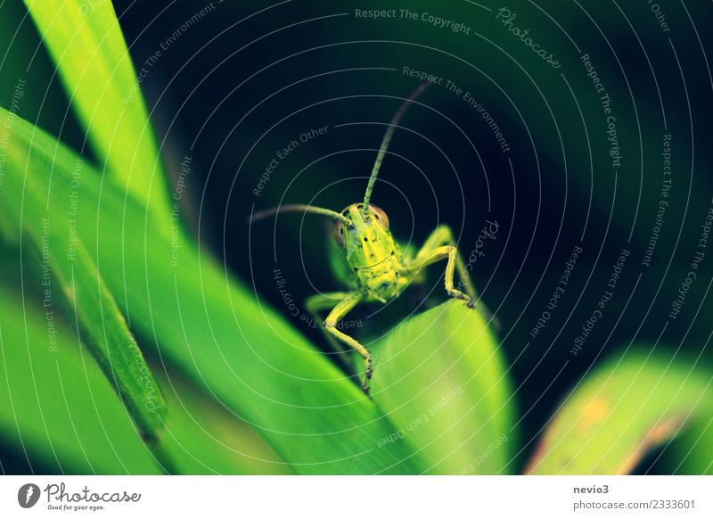 Lächelnder Grashüfer Umwelt Natur Pflanze Tier Blatt Grünpflanze Nutzpflanze Wildtier Käfer 1 außergewöhnlich Freundlichkeit Fröhlichkeit Glück schön grün