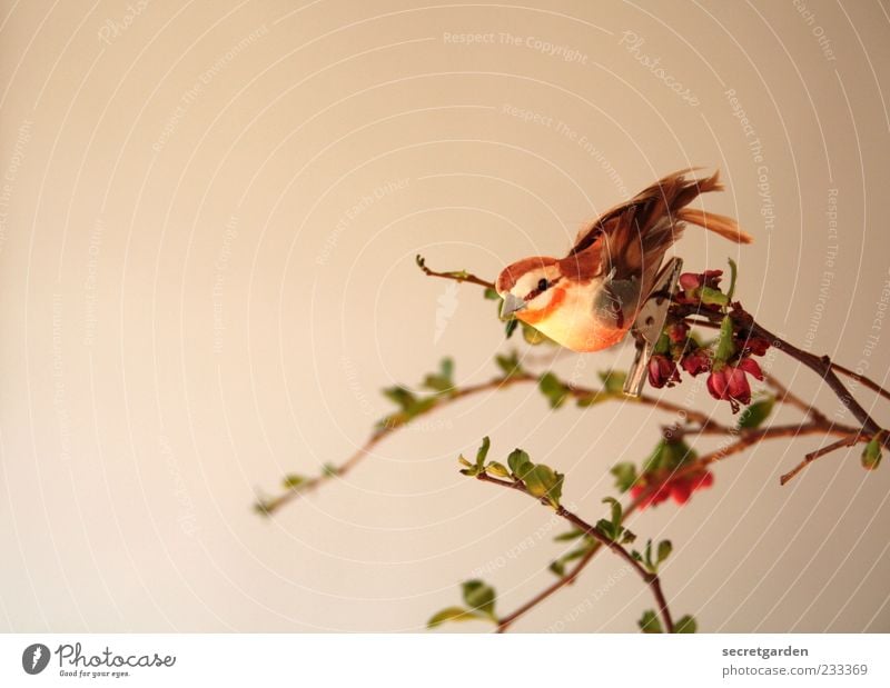 Wer keinen Vogel hat,kann auch keine originellen Ideen ausbrüten Häusliches Leben Wohnung Pflanze Frühling Sträucher Dekoration & Verzierung Kitsch Krimskrams