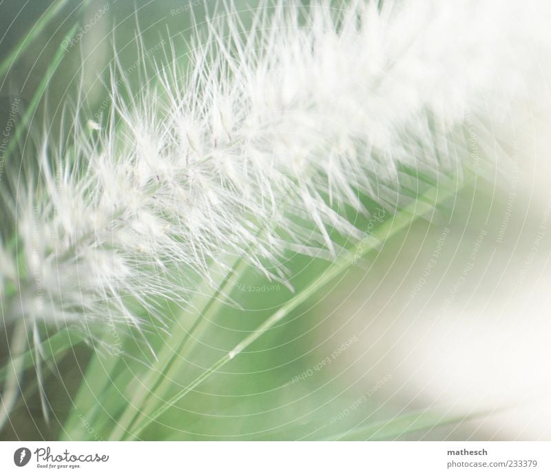 Rispe Natur Pflanze Gras hell weich grün weiß Rispenblüte Farbfoto Außenaufnahme Detailaufnahme Makroaufnahme Menschenleer Textfreiraum unten Licht