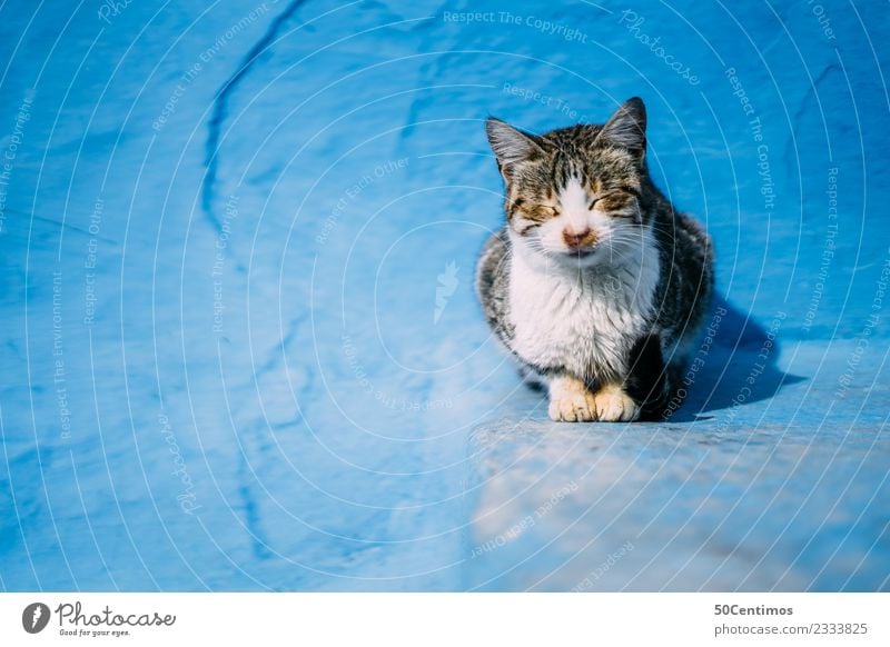 Schlafende Katze in der der blaue Stadt Chefchaouen Blau schlafen Haustier Farbfoto Tierporträt geschlossene Augen Erholung Zufriedenheit ruhig Farbe farbenfroh