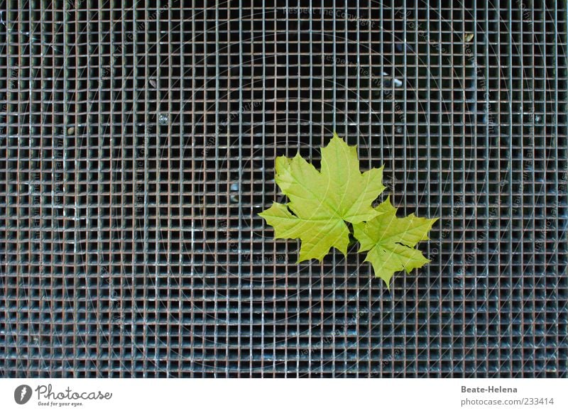 Auf der Suche nach den Wurzeln ruhig Natur Pflanze Blatt Stahl Linie berühren hängen außergewöhnlich stark grau grün Stimmung Kraft Hoffnung gefangen paarweise