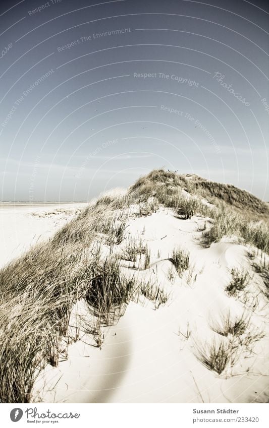 Spiekeroog | time for rest Landschaft Wolkenloser Himmel Sonnenlicht Schönes Wetter Nordsee Meer Insel Wüste Düne Stranddüne Dünengras Erholung Außenaufnahme