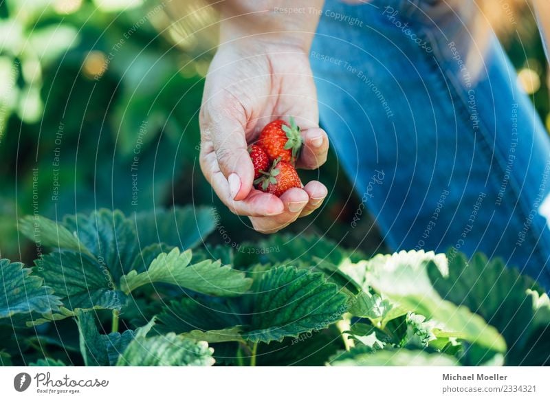 Michael Moeller, all rights reserved © 2017 Frucht Ernährung Vegetarische Ernährung Erdbeeren Sommer Essen Mensch Hand 30-45 Jahre Erwachsene Natur Oldenburg