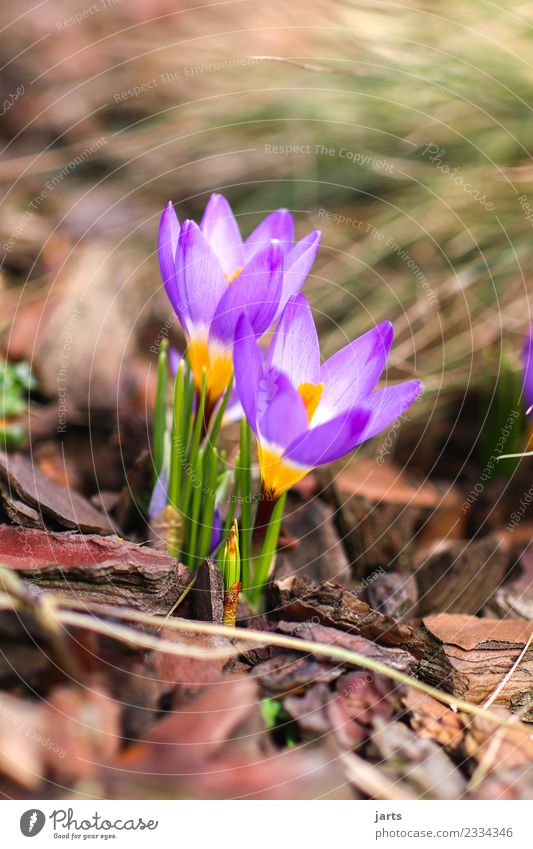 anblühen I Natur Pflanze Frühling Schönes Wetter Blume Blatt Blüte Grünpflanze Garten Wachstum frisch natürlich neu Frühlingsgefühle Vorfreude Krokusse Farbfoto