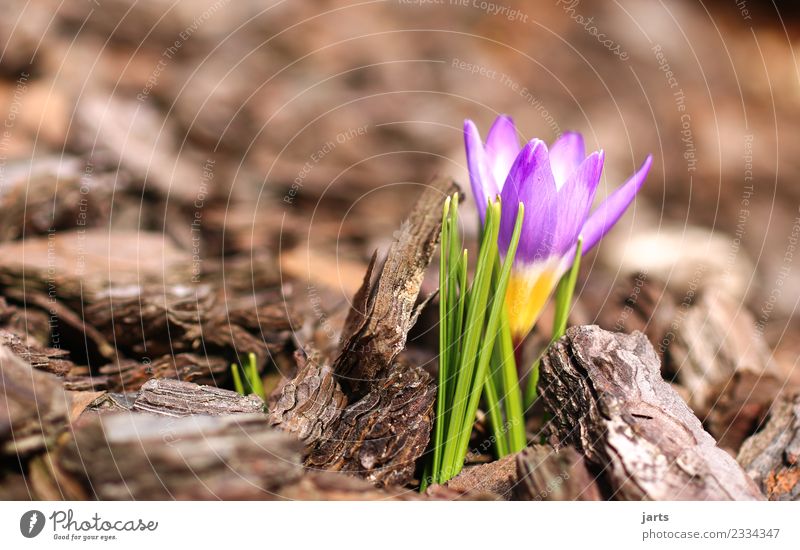 anblühen IV Pflanze Frühling Schönes Wetter Blume Blatt Blüte Grünpflanze Garten Park Blühend Wachstum frisch schön natürlich grün violett Frühlingsgefühle