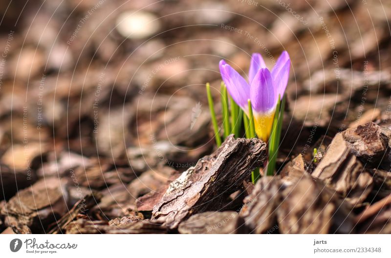 anblühen II Natur Pflanze Frühling Schönes Wetter Blume Blatt Blüte Wachstum frisch klein natürlich Frühlingsgefühle Krokusse Farbfoto mehrfarbig Außenaufnahme