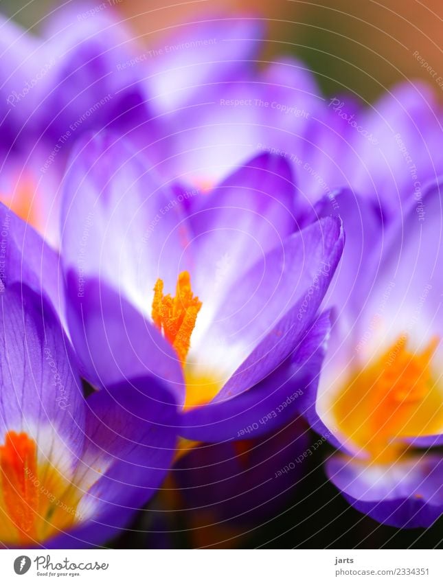 blühend Natur Pflanze Frühling Schönes Wetter Blume Garten Park Blühend Wachstum Duft frisch natürlich schön violett Frühlingsgefühle Krokusse Farbfoto