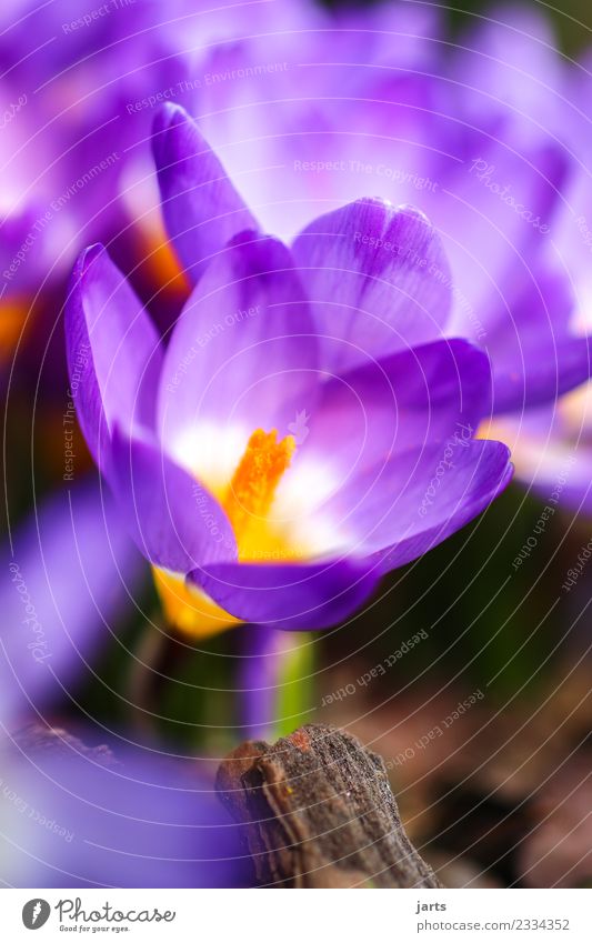 früh-ling Natur Frühling Schönes Wetter Pflanze Blume Blüte Garten Park Wachstum Duft frisch natürlich schön Frühlingsgefühle Krokusse Farbfoto mehrfarbig